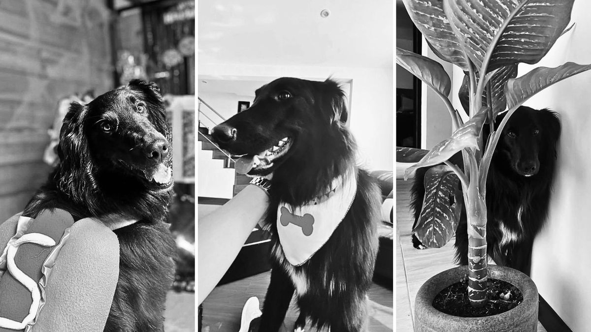 ¿Qué pasó con Manolo, el perro que murió en una ruta canina en Cundinamarca?