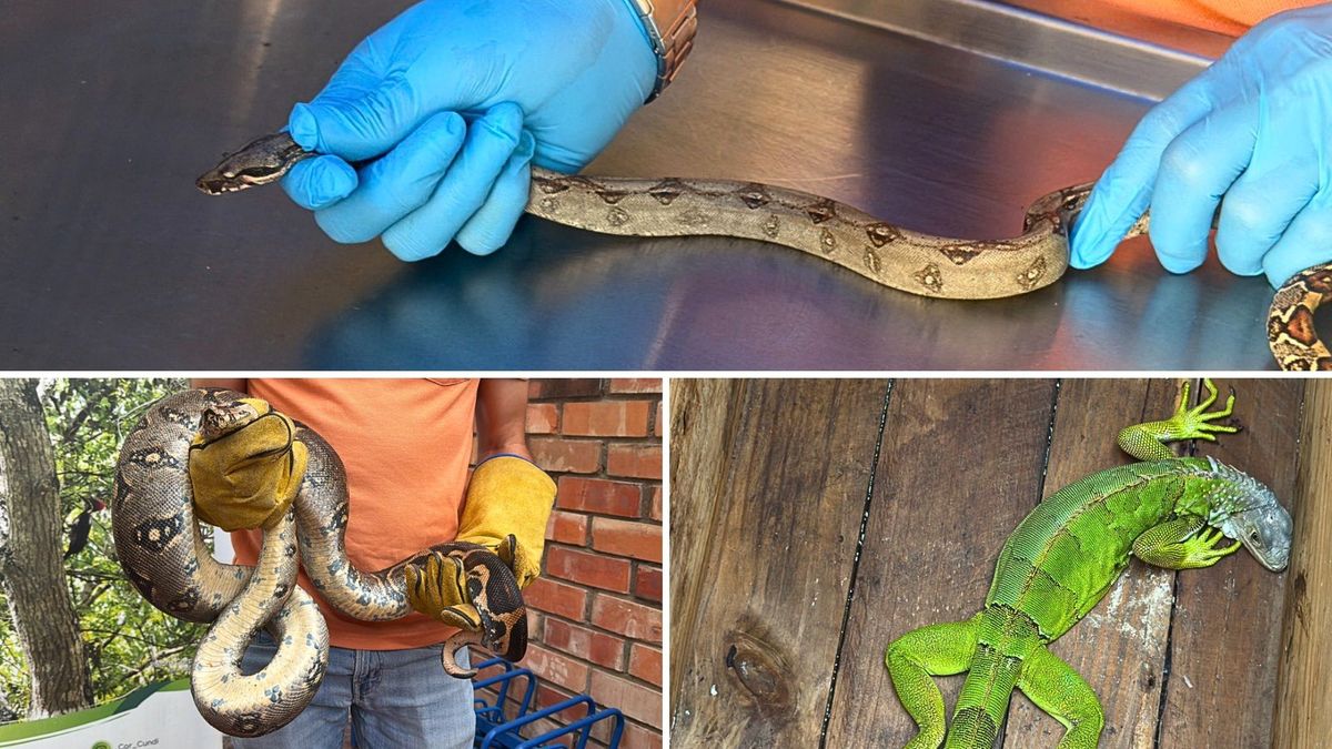 CAR rescató 122 animales silvestres en Alto Magdalena
