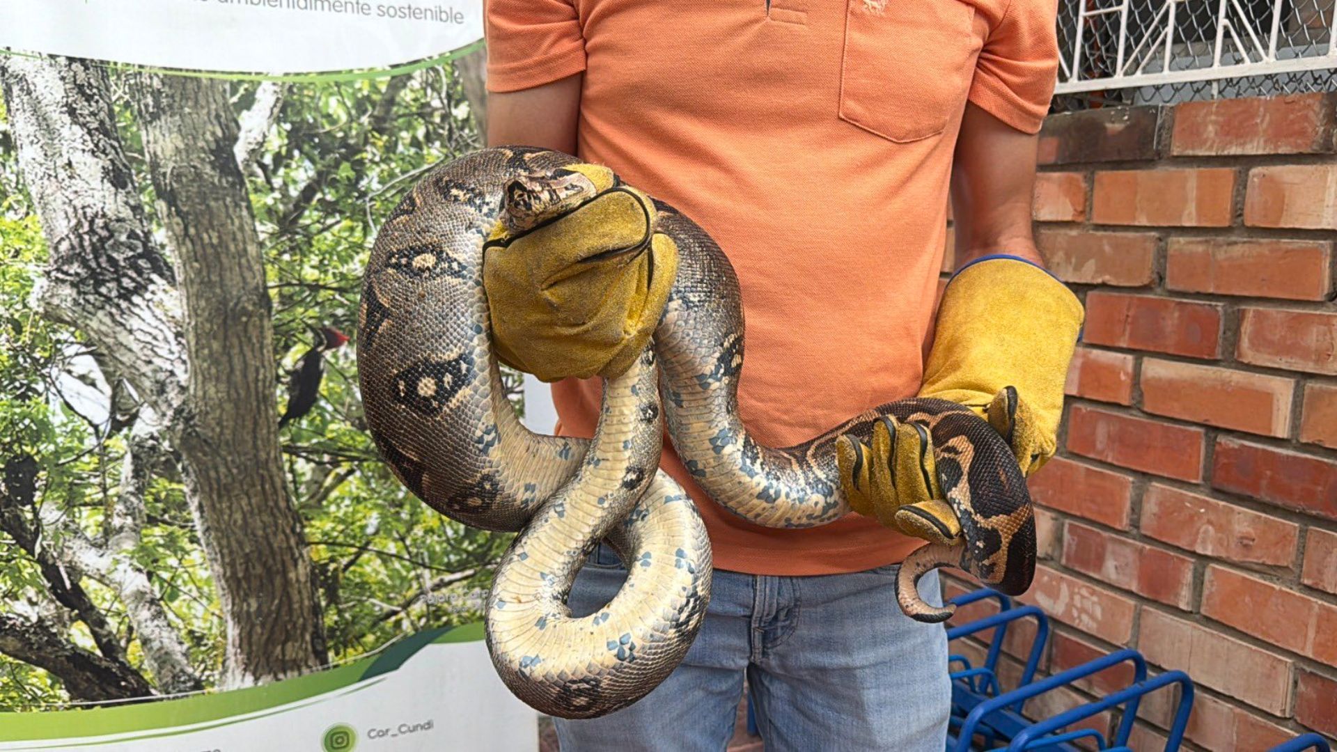 ¿Qué animales silvestres han sido rescatados en Cundinamarca?