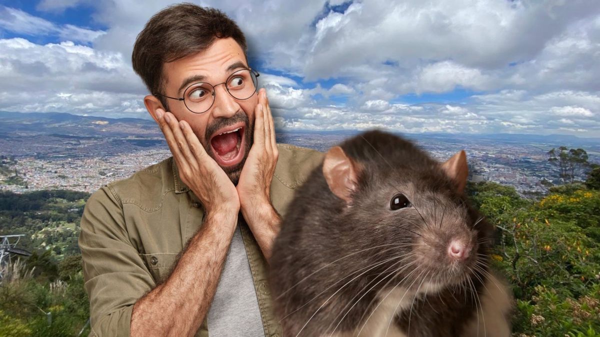 Bogotá encendió las alertas sanitarias por contagios de hantavirus.