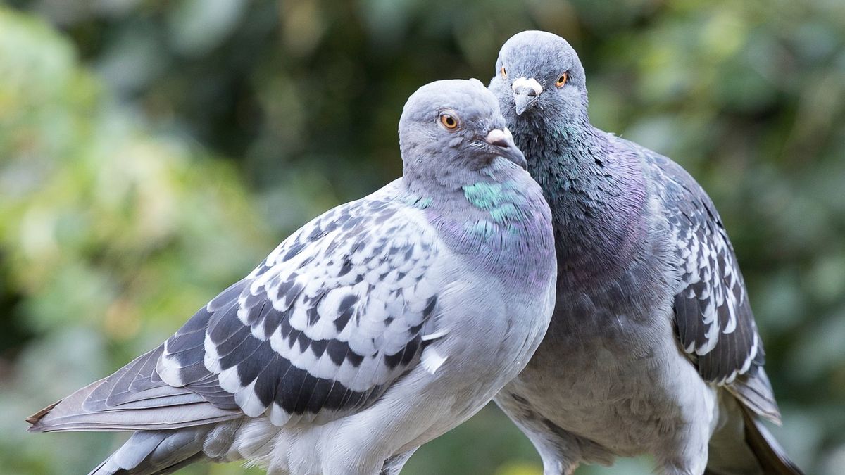 Palomas del municipio de Envigado