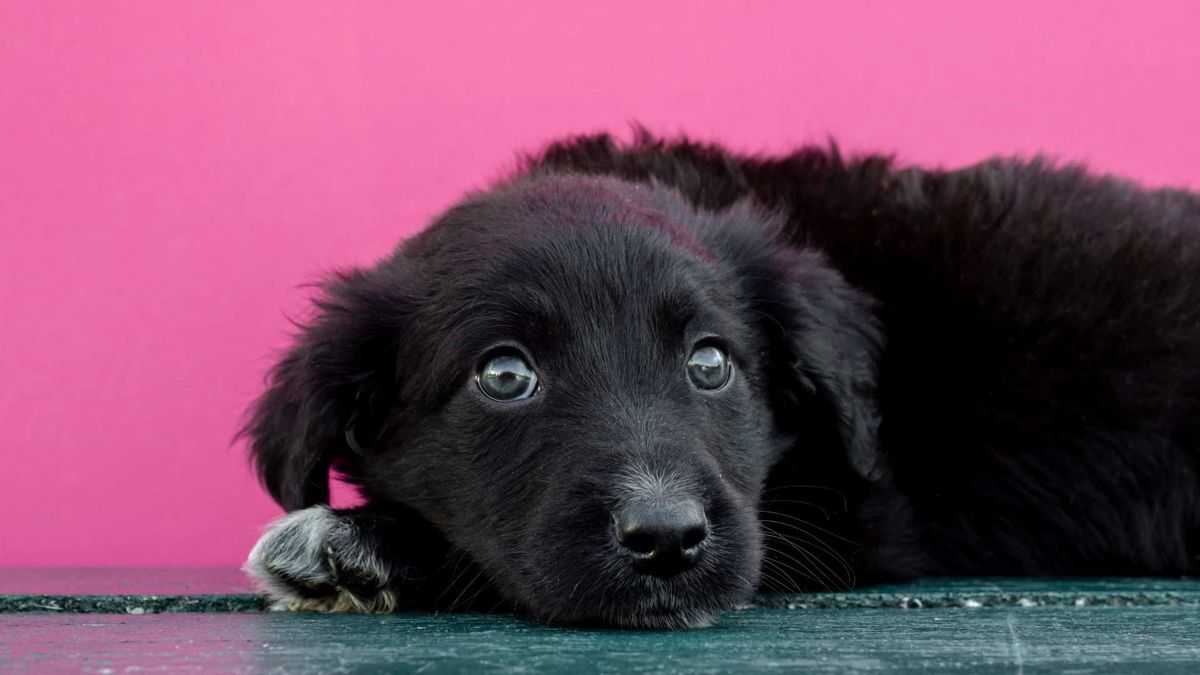 Perrito.