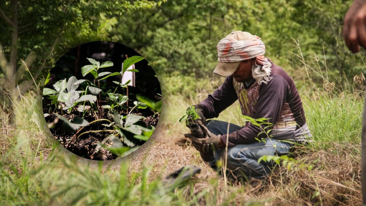 Cortolima logra aprobación para conservar áreas estratégicas en Tolima
