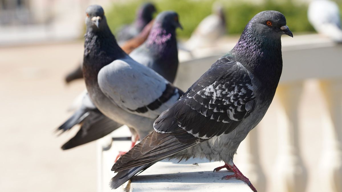 Palomas