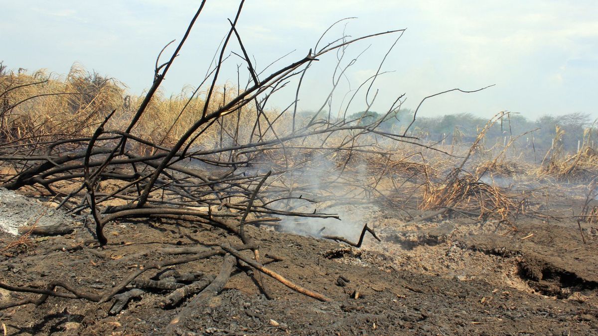 Incendio forestal