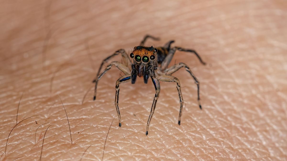 Joven santandereano se salvó de morir por mordedura de araña