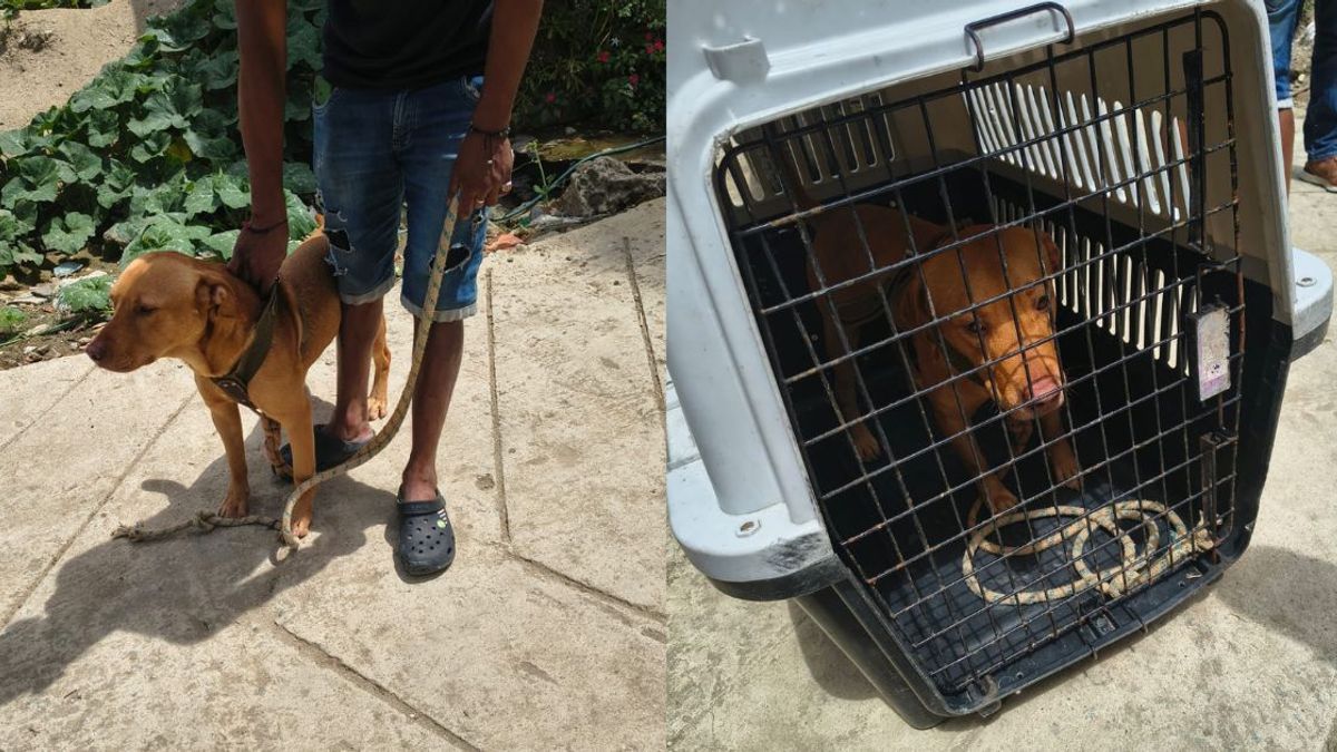 perrito rescatado en Ibagué | Rescatan perrito que iba a ser linchado | Maltrato Animal | Mayo 2026