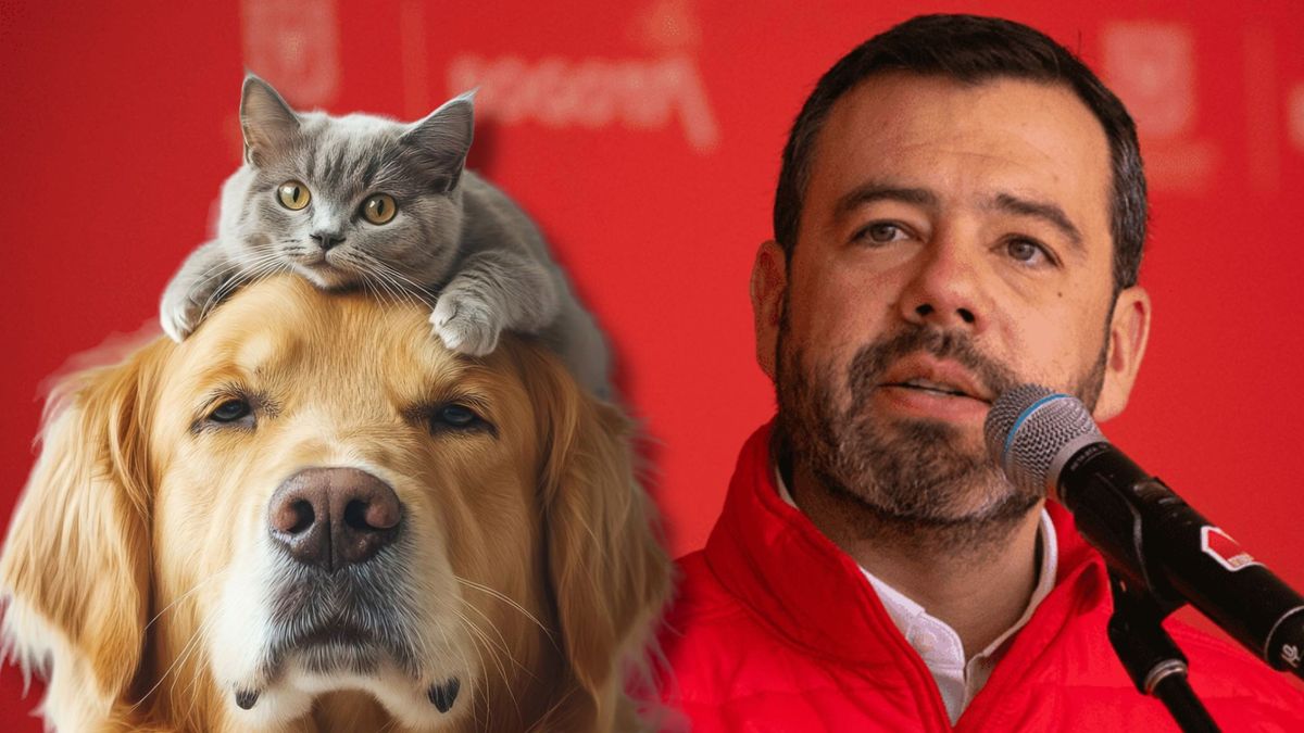 Esterilización y microchip gratis para mascotas en Bogotá