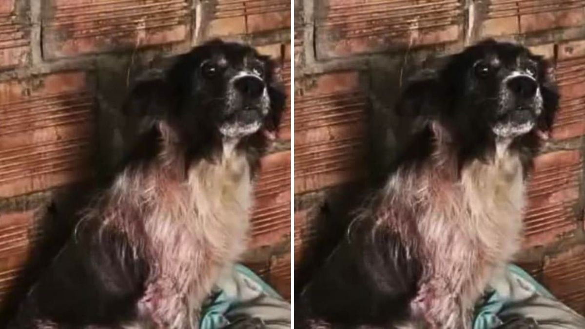 Rescatan perrita de 12 años en malas condiciones en Fontibón