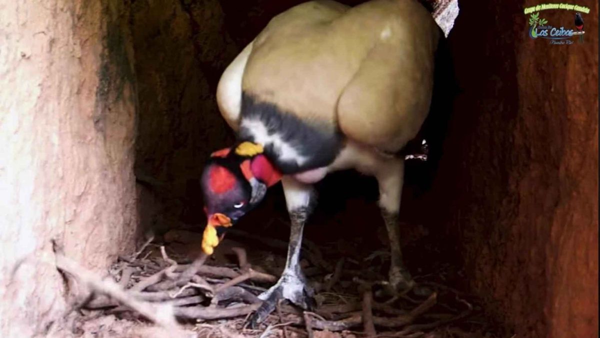 El rey de los gallinazos fue visto en zona rural de Neiva