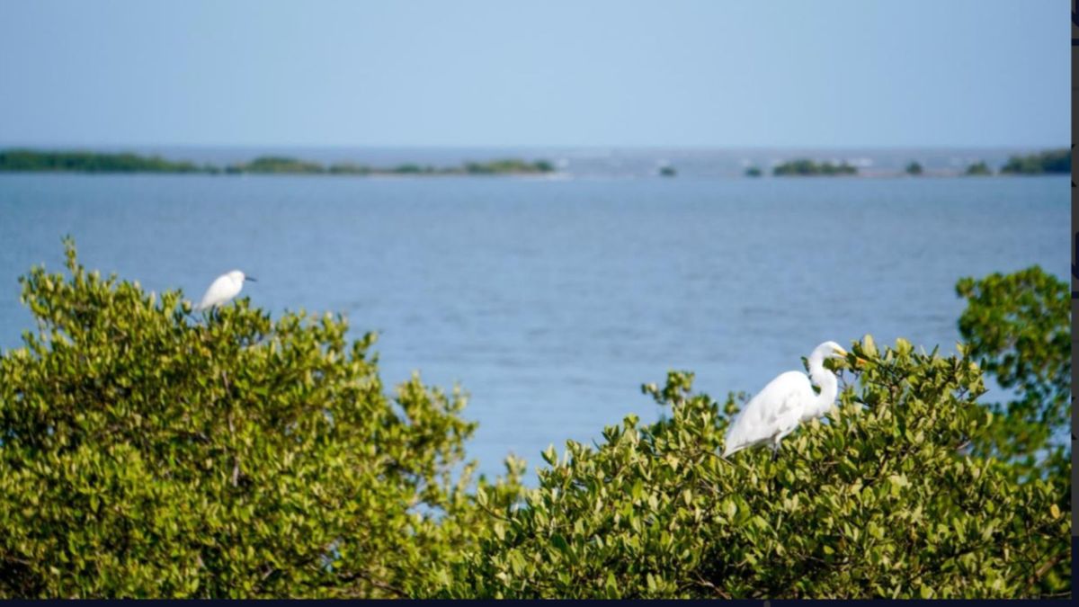Ciénaga de Mallorquin en Barranquilla