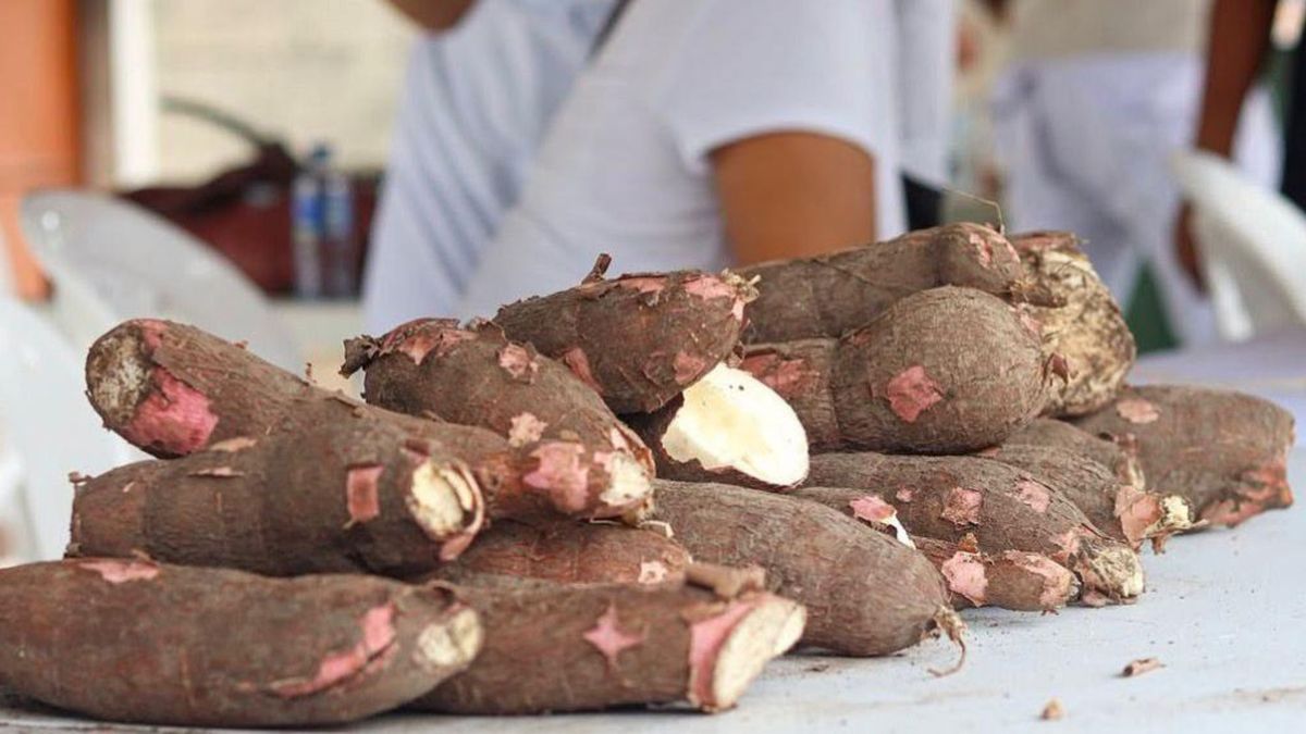 Yuca