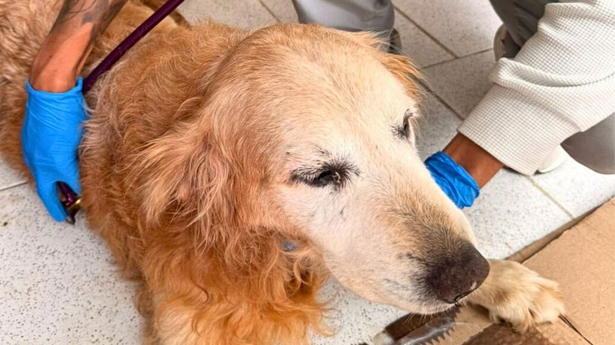 Daimon, perro rescatado en Bogotá, está en estado crítico