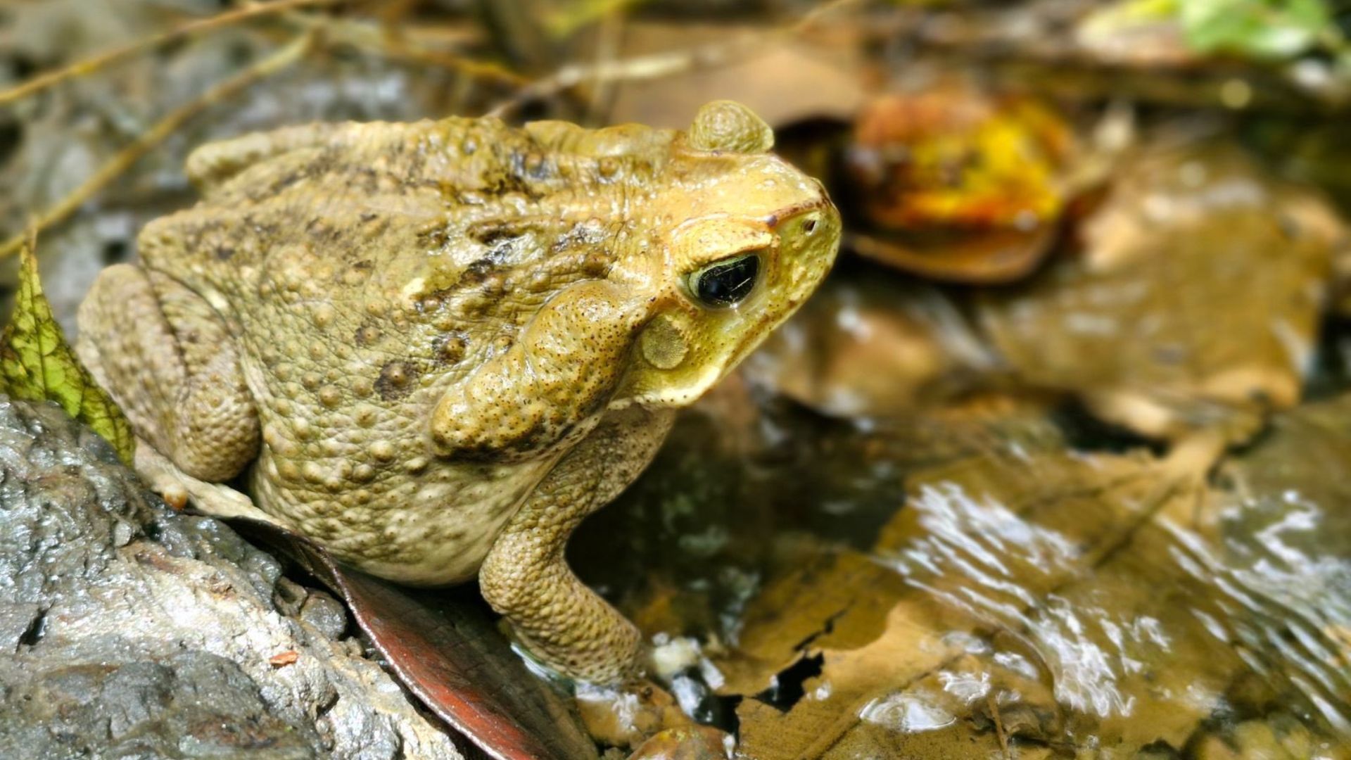 ¿Qué animales fueron liberados?