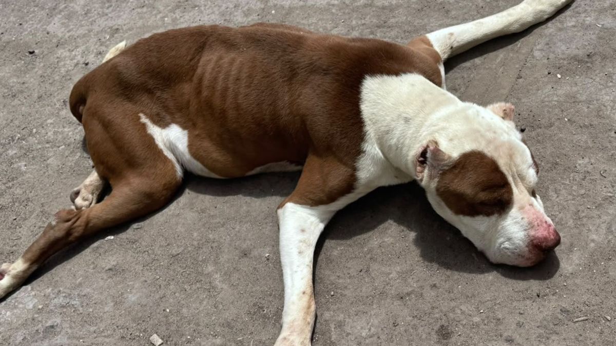 Perrito en Usme fue encontrado en estado crítico