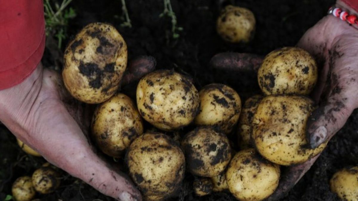 Corabastos 2 de junio alimentos que más bajaron hoy