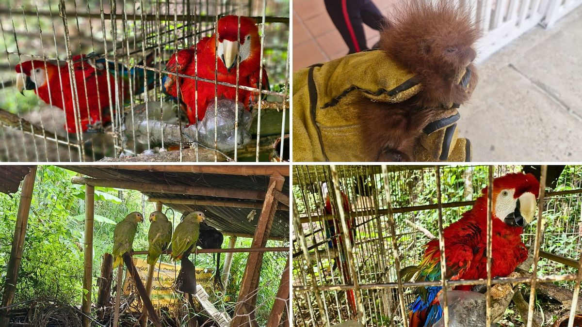 ¿Dónde fueron encontrados los animales rescatados y cuál es su estado actual?