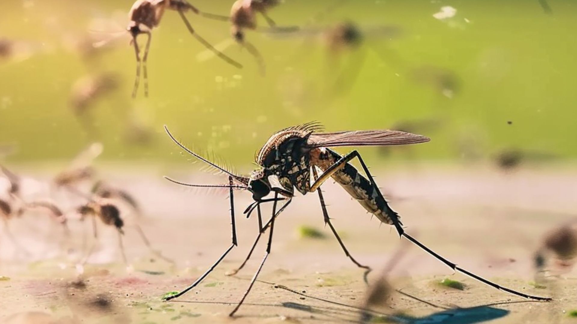 Mundial 2026 y dengue