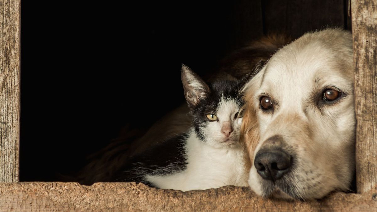 Bogotá activa cuatro unidades móviles para esterilizar perros y gatos gratis