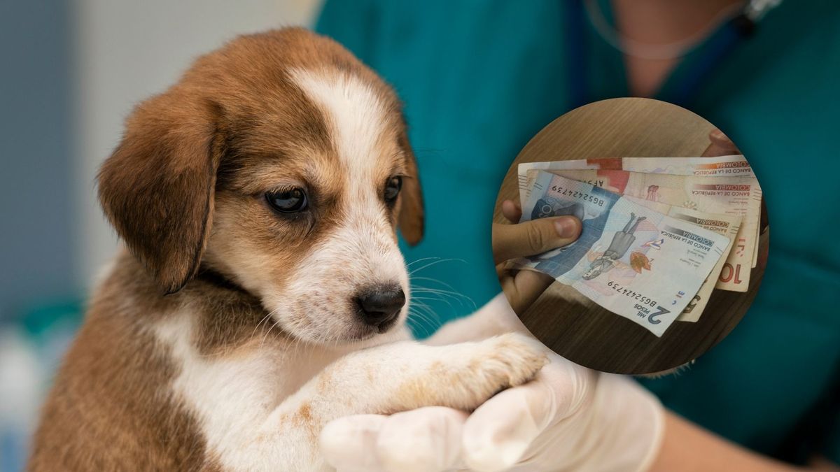 Perrito esterilizado y billetes colombianos