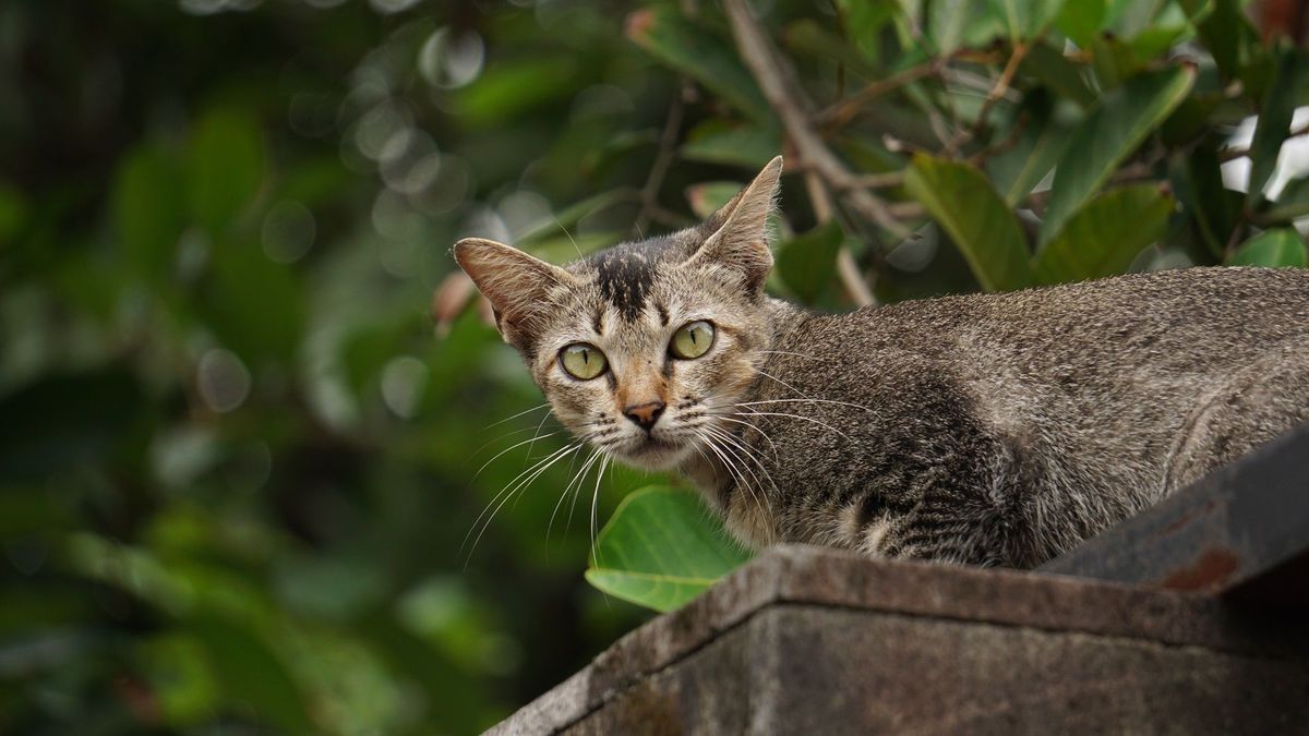Gato abandonado