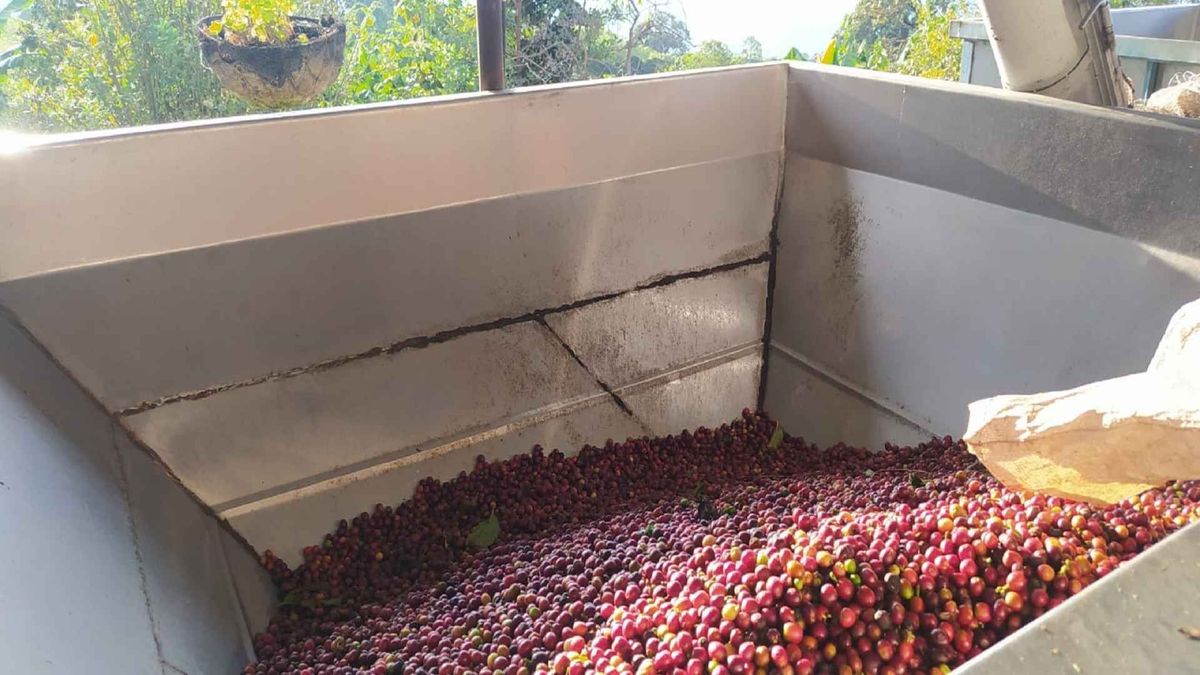Diez kilómetros de placa huella para 12 municipios cafeteros del Huila