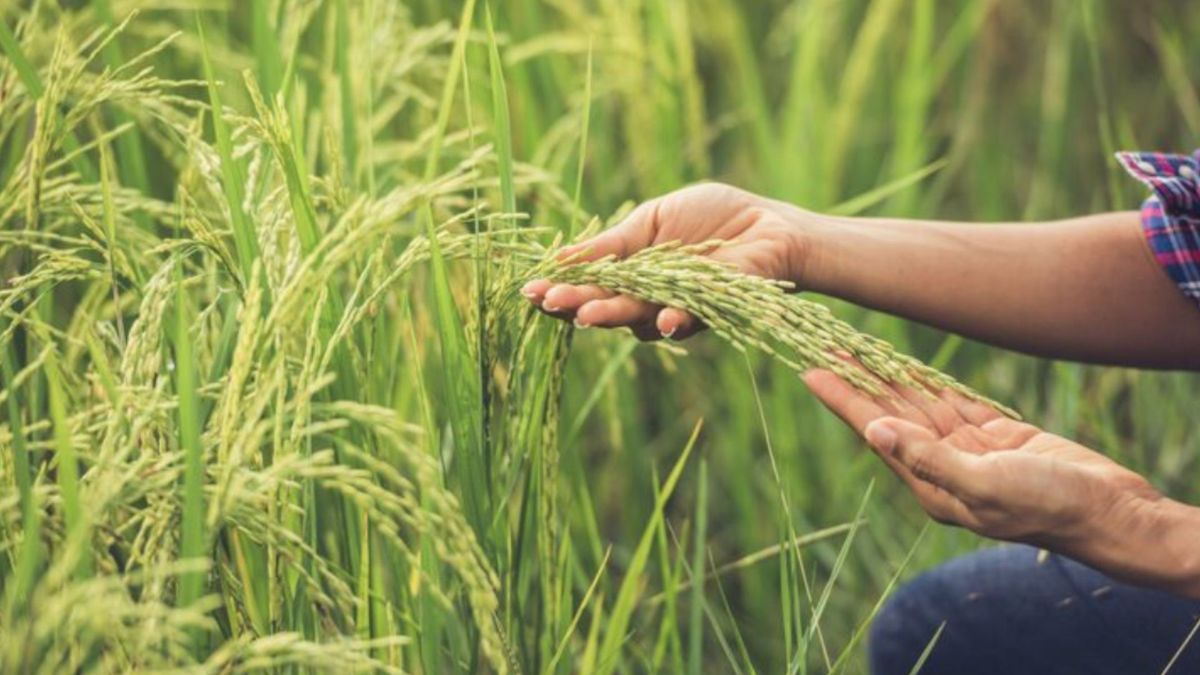 Cultivo de arroz