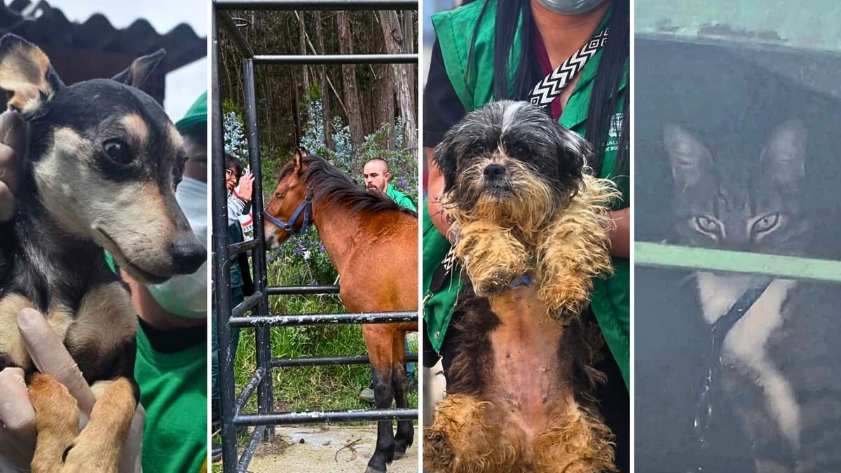 Rescatan 32 animales víctimas de maltrato en Bogotá