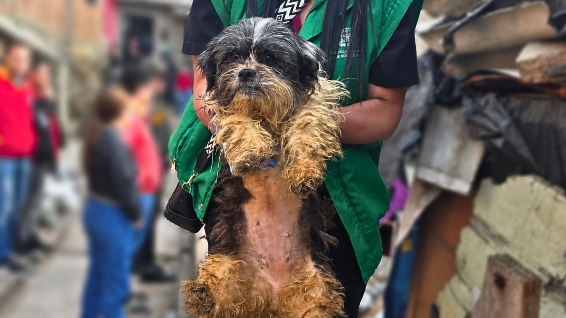 Rescatan 32 animales víctimas de maltrato en Bogotá