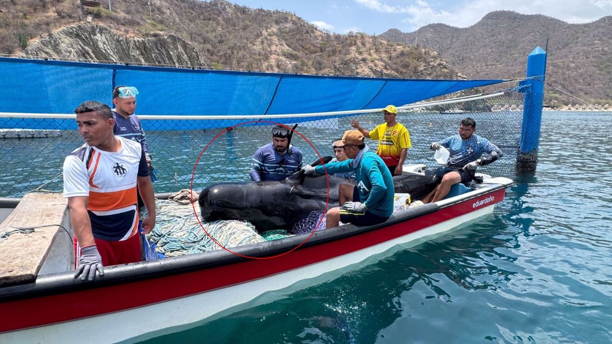 Falleció ballena piloto rescatada en Tasajera, Magdalena