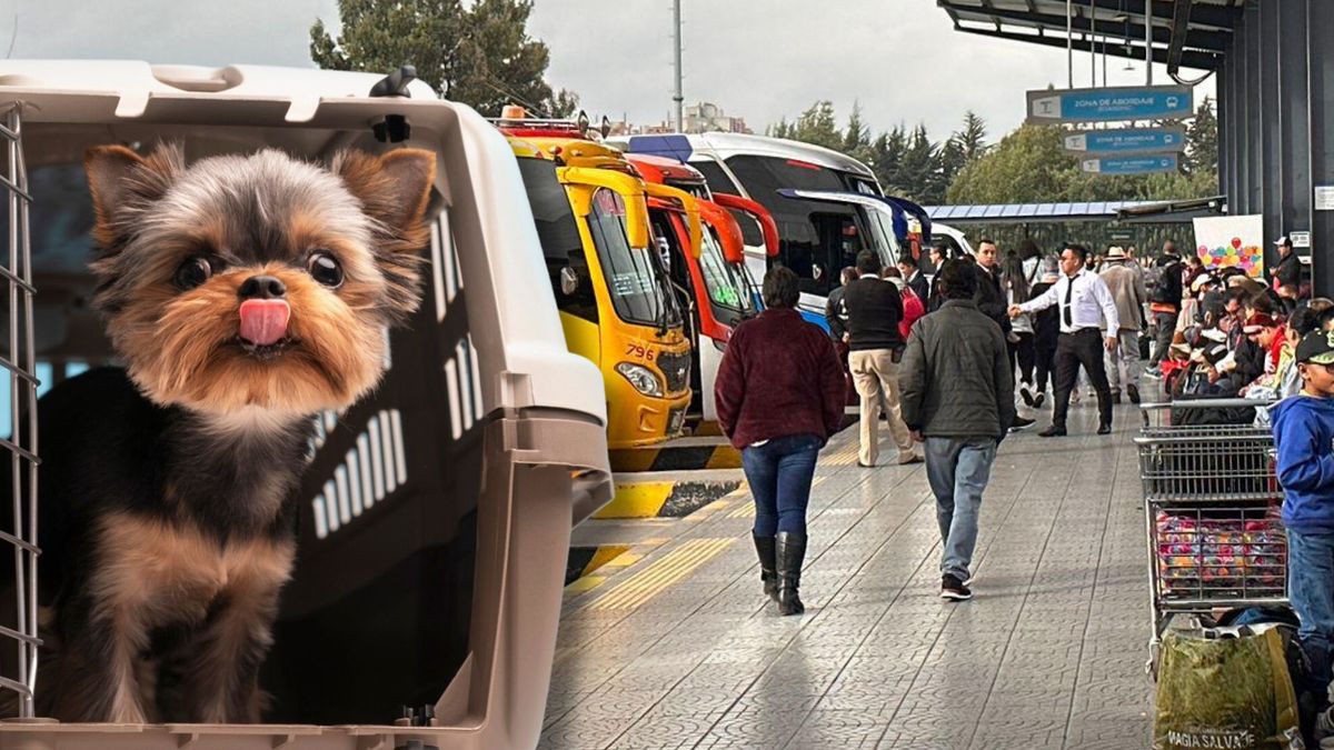 Cómo viajar con mascotas desde la Terminal de Bogotá