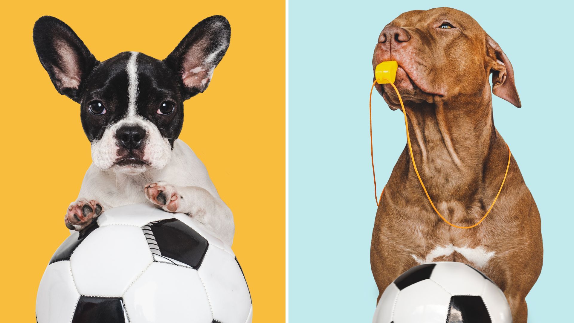 Adopción de perros: campaña busca dar hogar a más de 400 animales rescatados