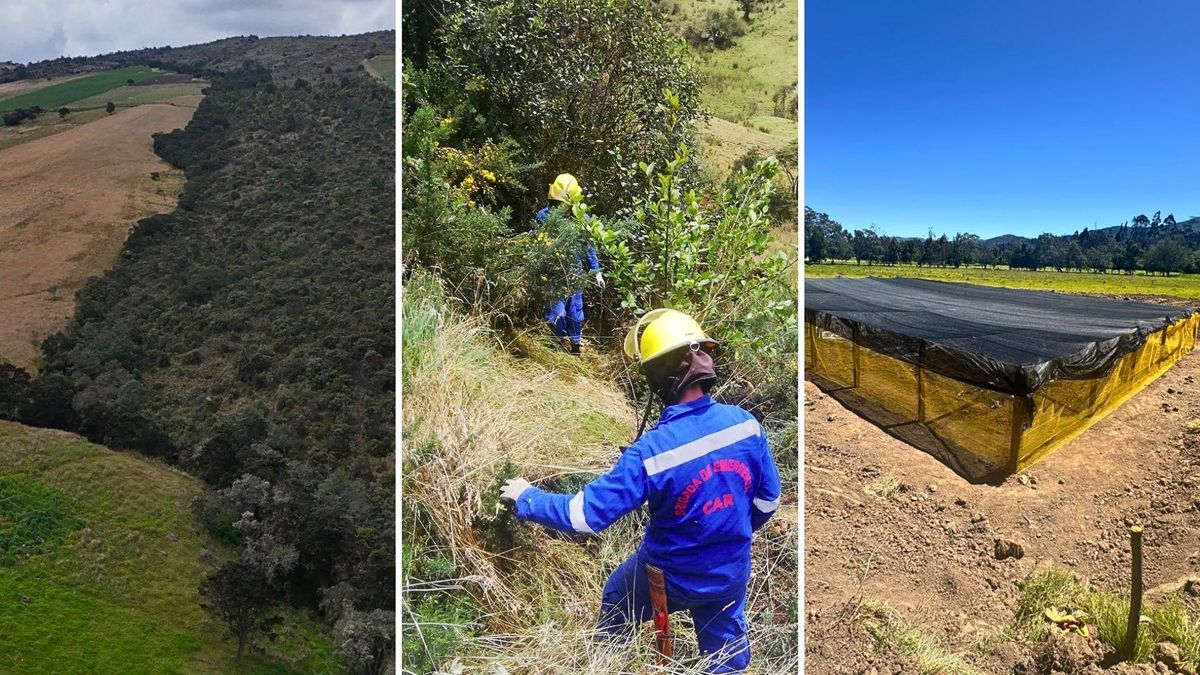 Más de 1,8 millones de árboles protegen el agua ante El Niño