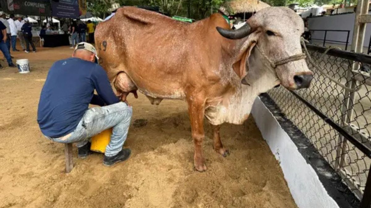 Productor lechero ordeñando una vaca