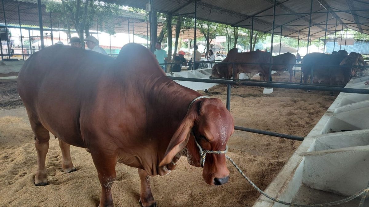 Coliseo de ferias en Montería