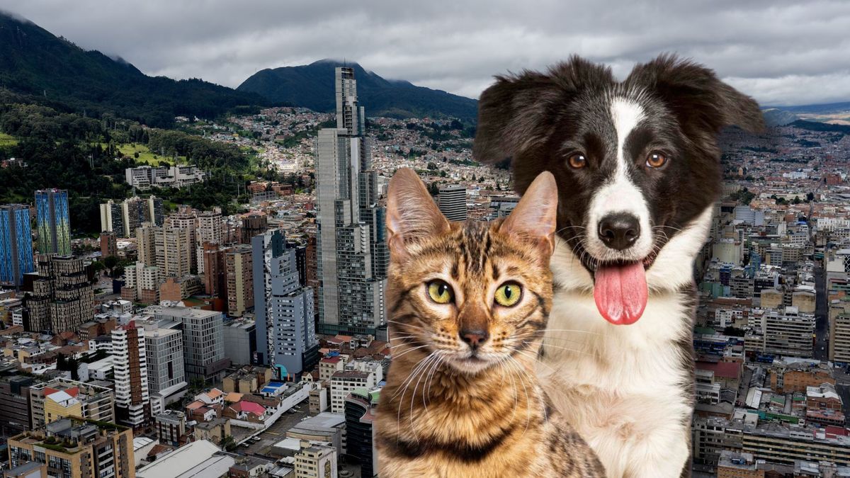 Esterilizaciones gratis para perros y gatos en Bogotá 2026