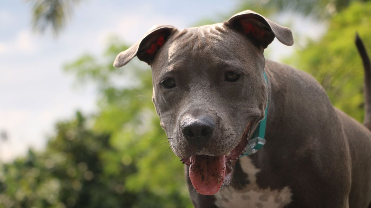 ¿Cómo fue el ataque de los dos pitbull a un adulto mayor en Usme?