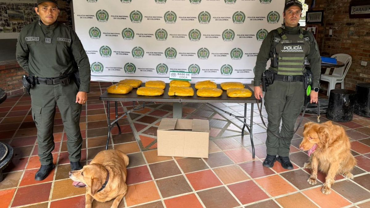 El olfato de la ley: Los dos sabuesos que le quitaron 20 kilos a la mafia en Medellín