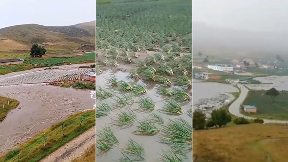 Cultivos de cebolla junca afectados por lluvias en Berlín (Tona), Santander