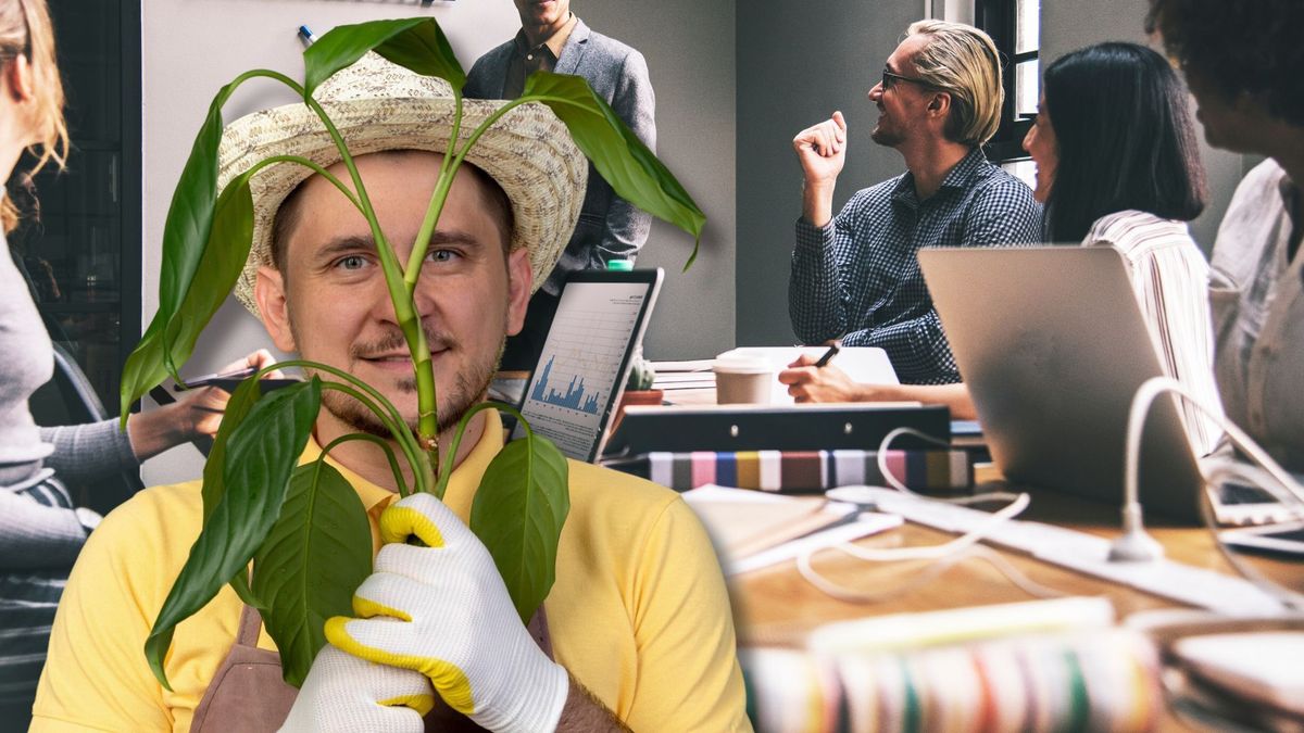 Ley del Árbol: nuevas obligaciones para empresas en Colombia