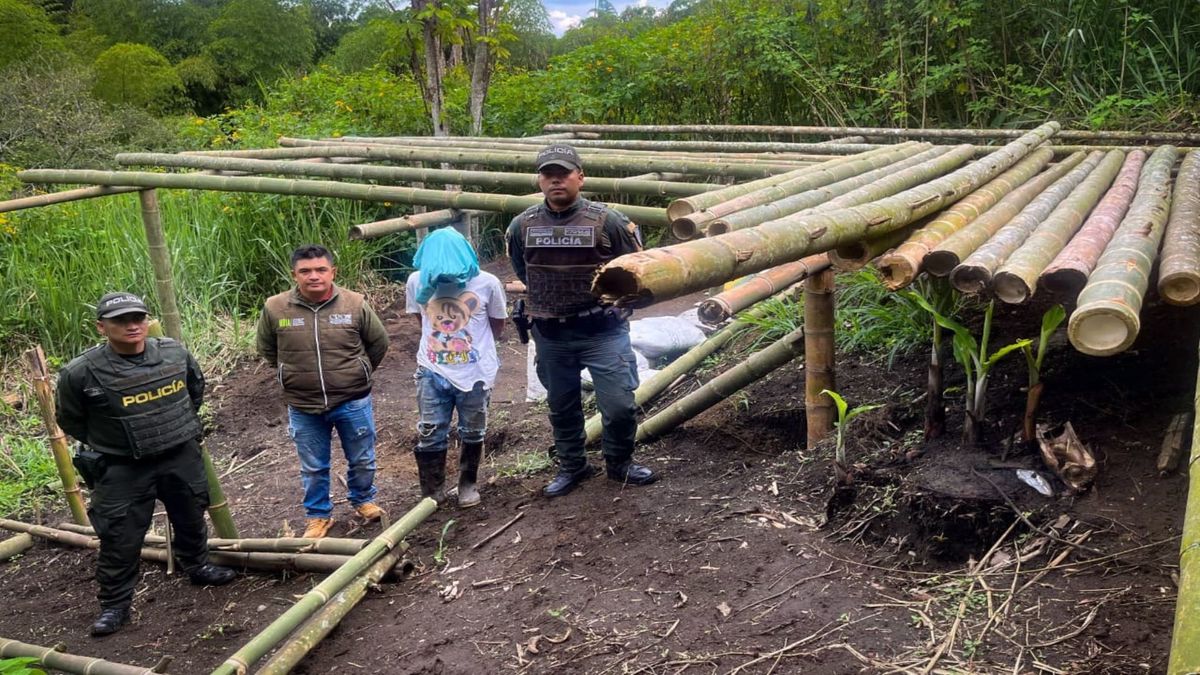 Judicializan a sujeto en Armenia por corte ilegal de guadua y afectación al medio ambiente