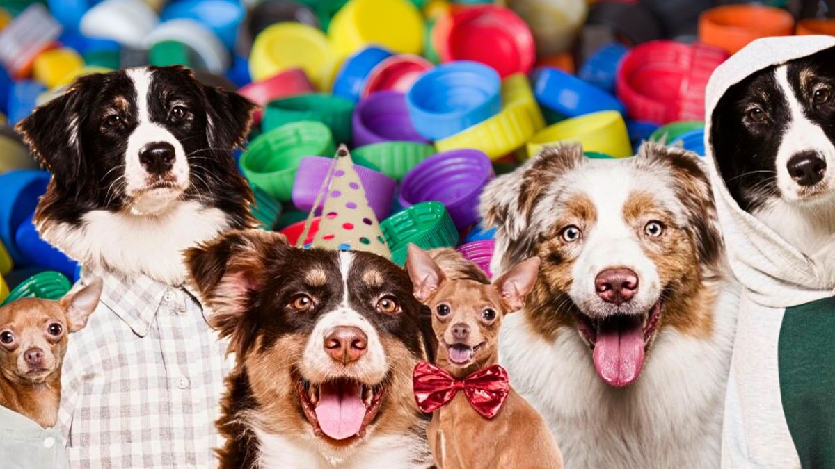 Adopción de perros y gatos en Bogotá: fechas y requisitos