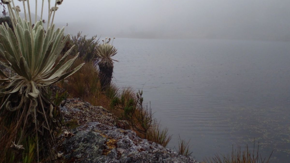 Páramo de Santurbán