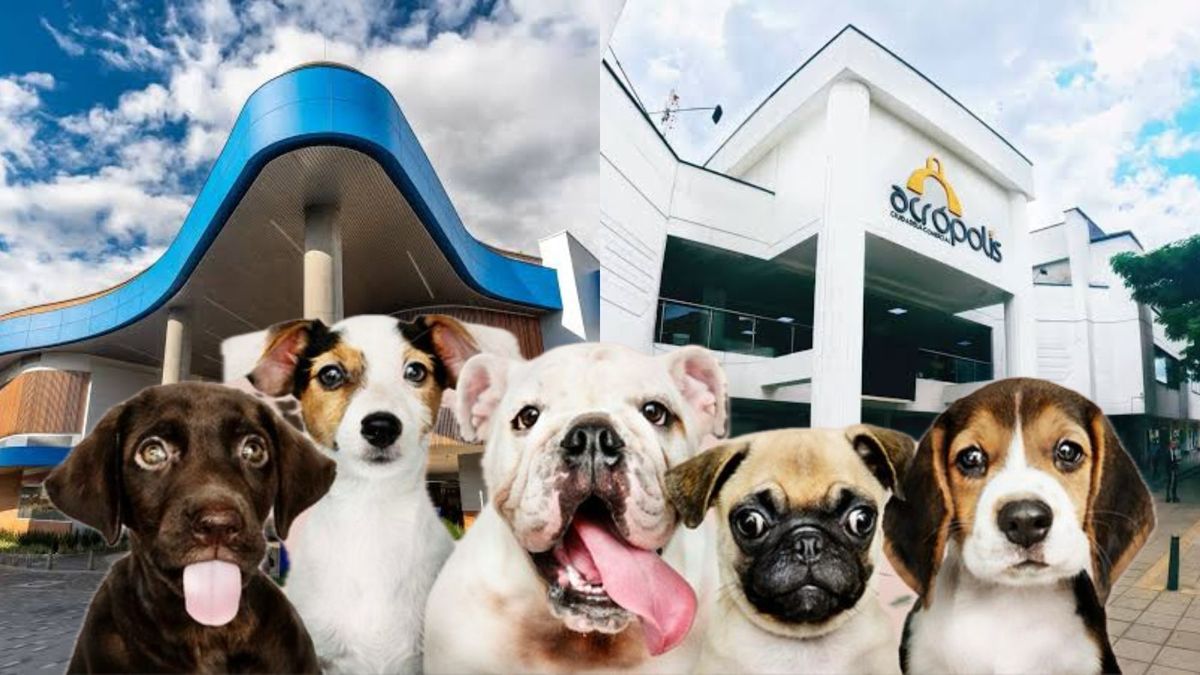 Jornada de adopción y vacunación de mascotas en centros comerciales de Bucaramanga