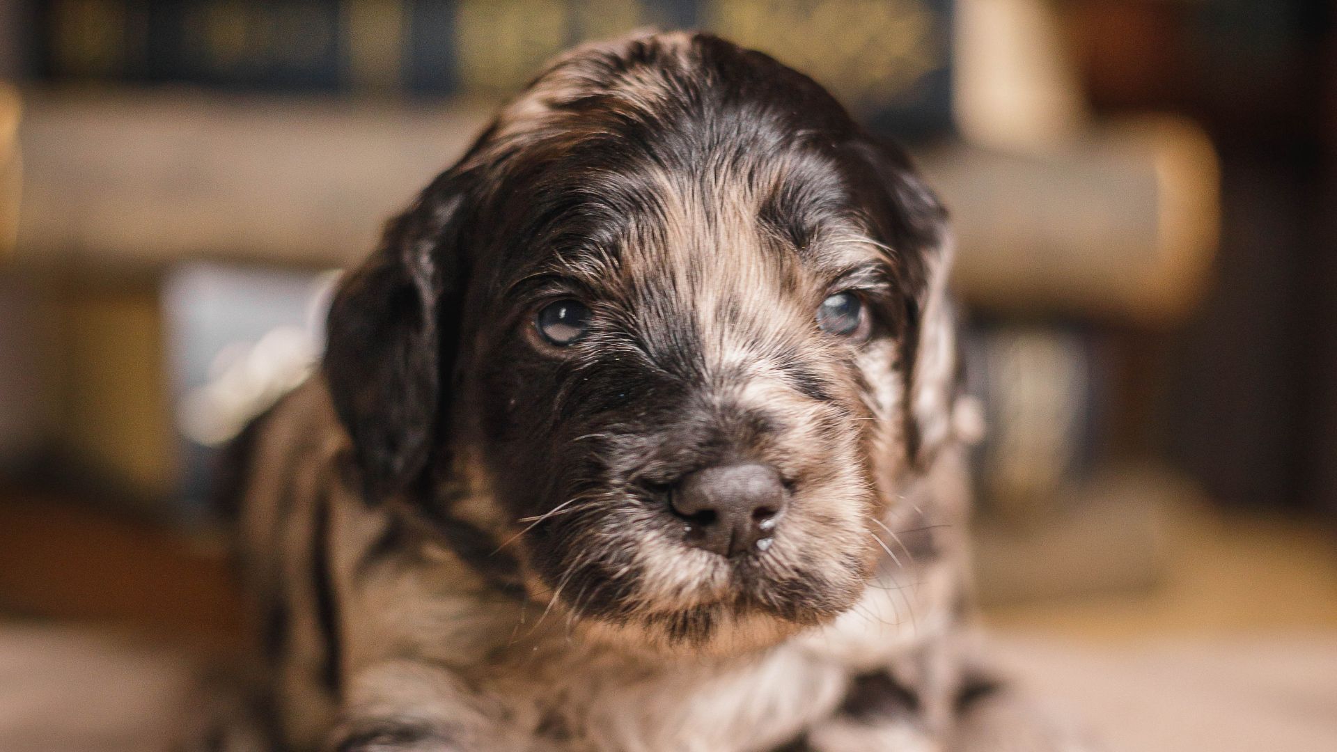 Mitos y verdades sobre la alimentación de los cachorros