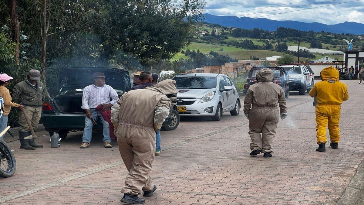 Abejas picaron a seis abuelos que las acecharon en jornada de limpieza de un cementerio en Boyacá