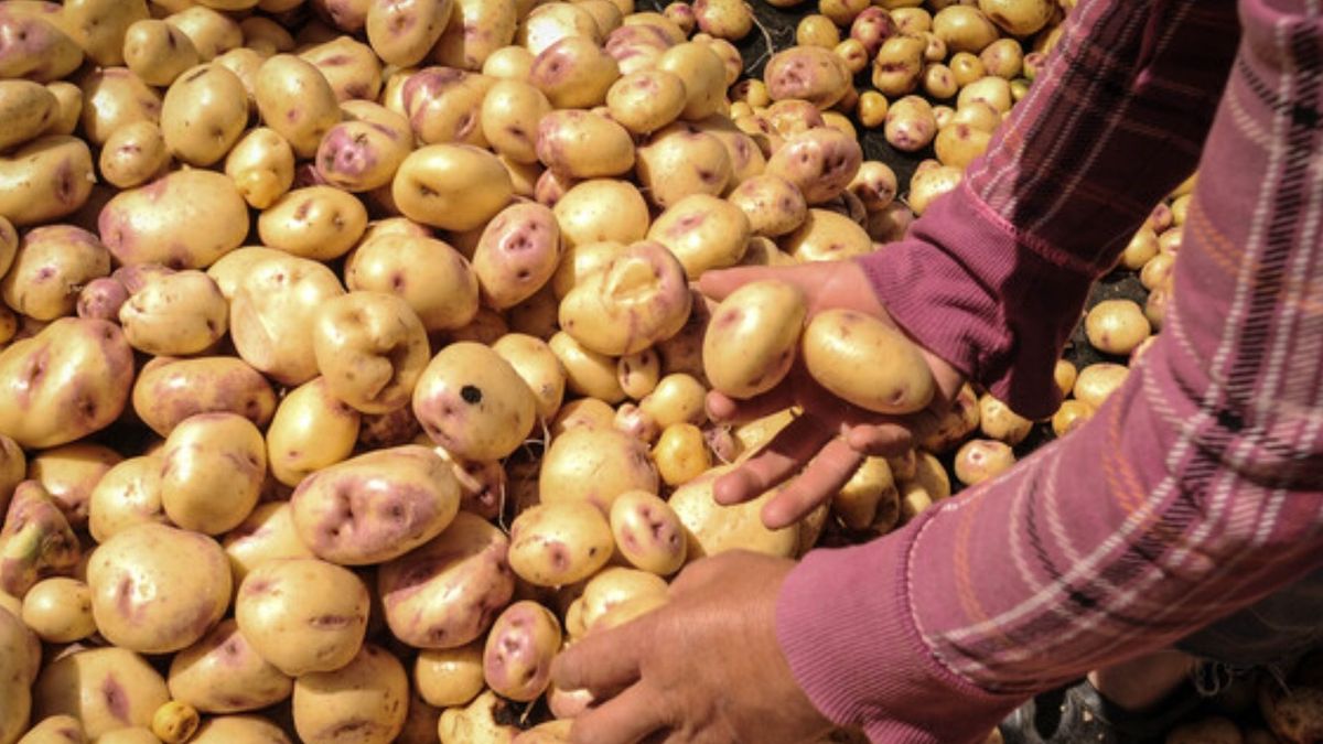Corabastos estos son los alimentos que más bajaron hoy