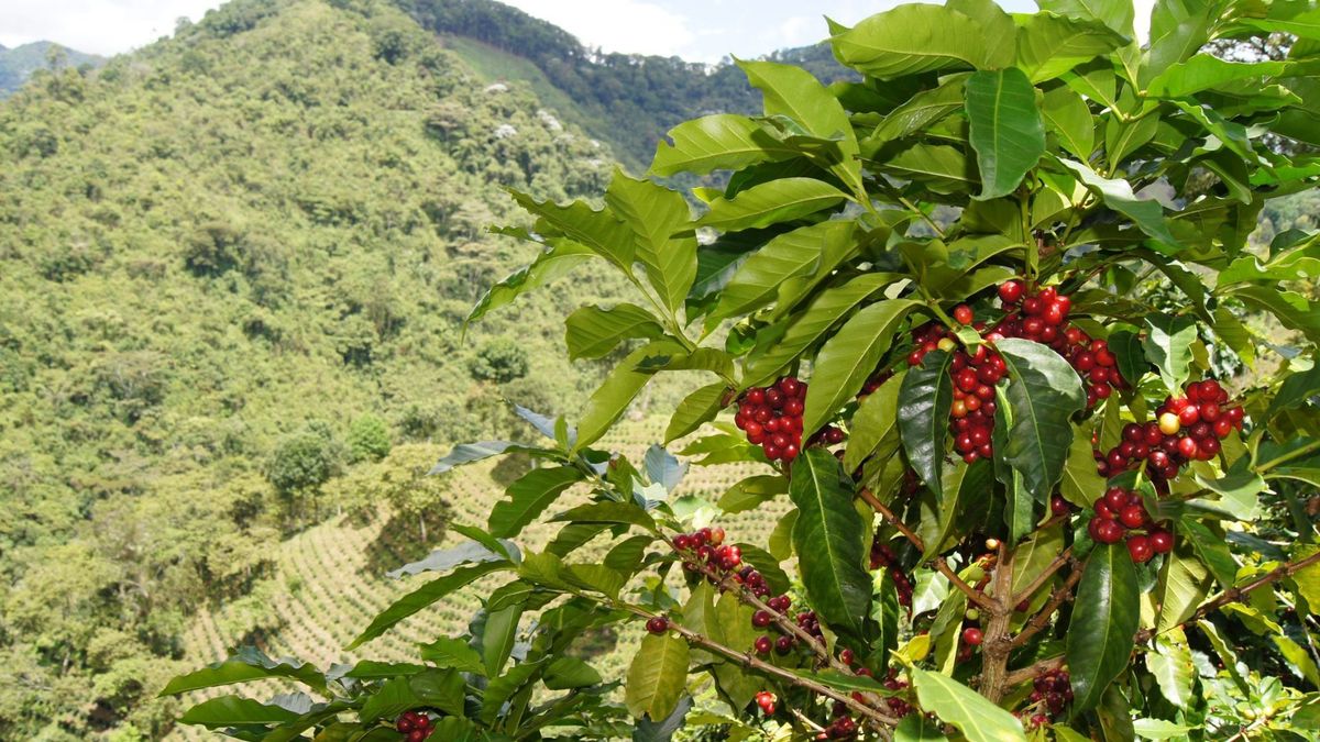 Referencia Paisaje Cultural Cafetero Colombia