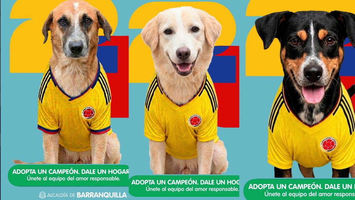 Perros en adopción