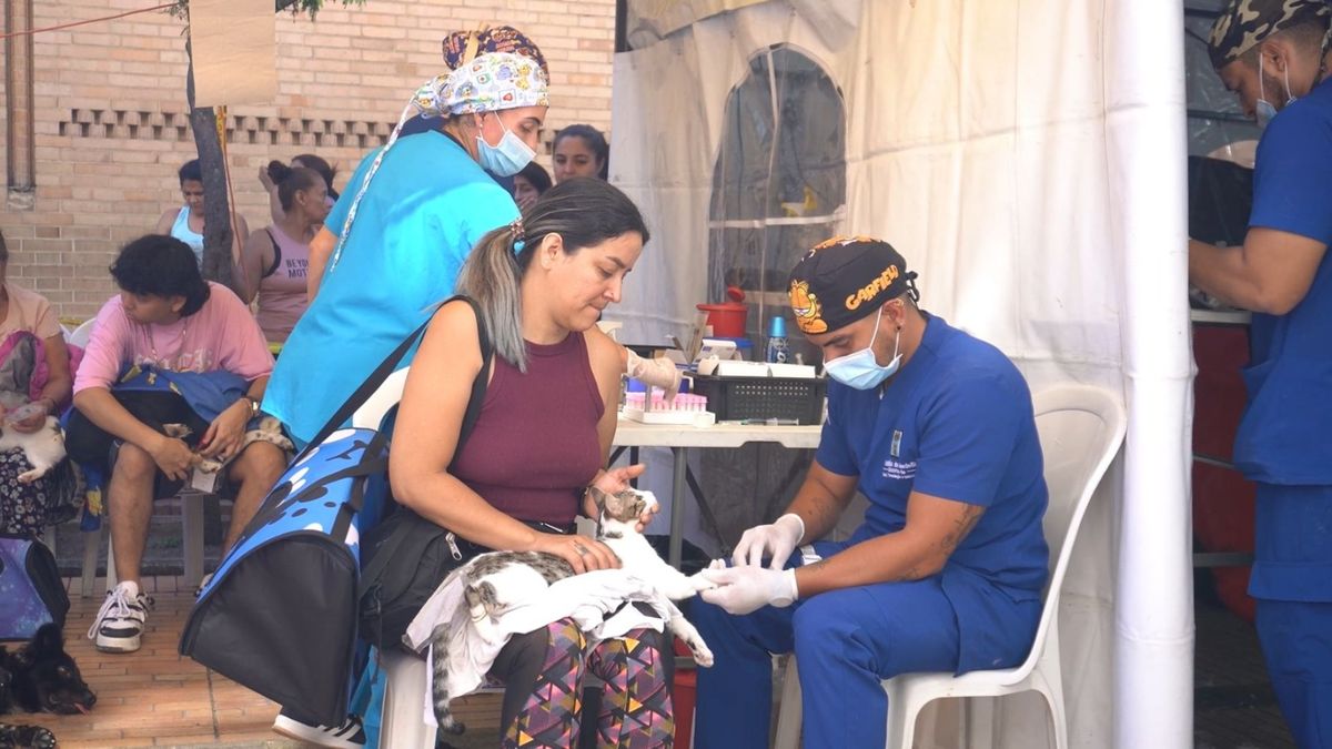 Jornadas de esterilización en Medellín